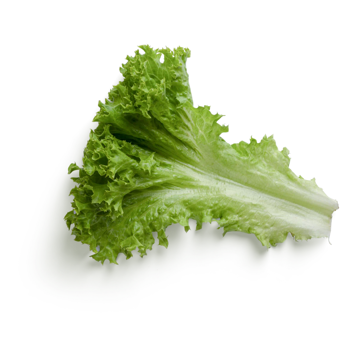 کاهو Querido